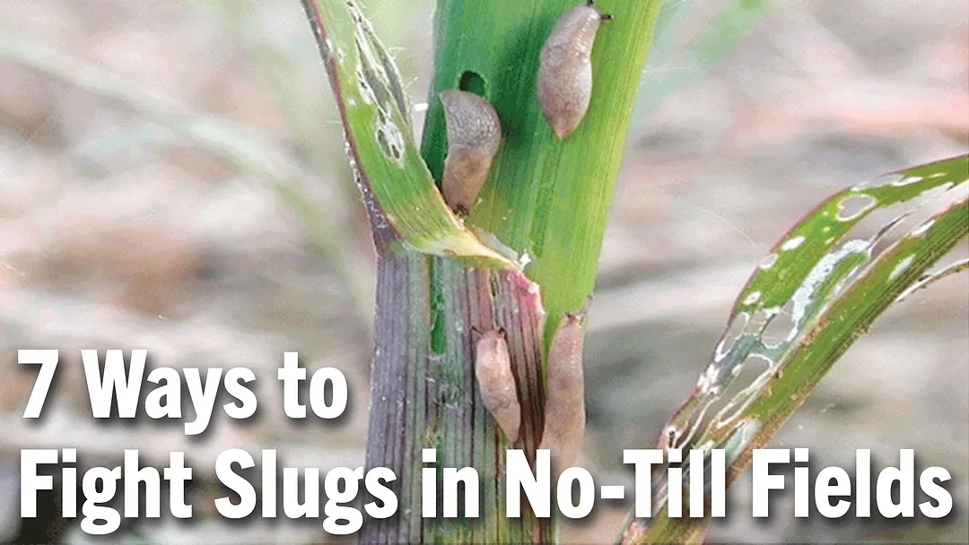 7-Ways-to-Fight-Slugs-in-No-Till-Fields.png