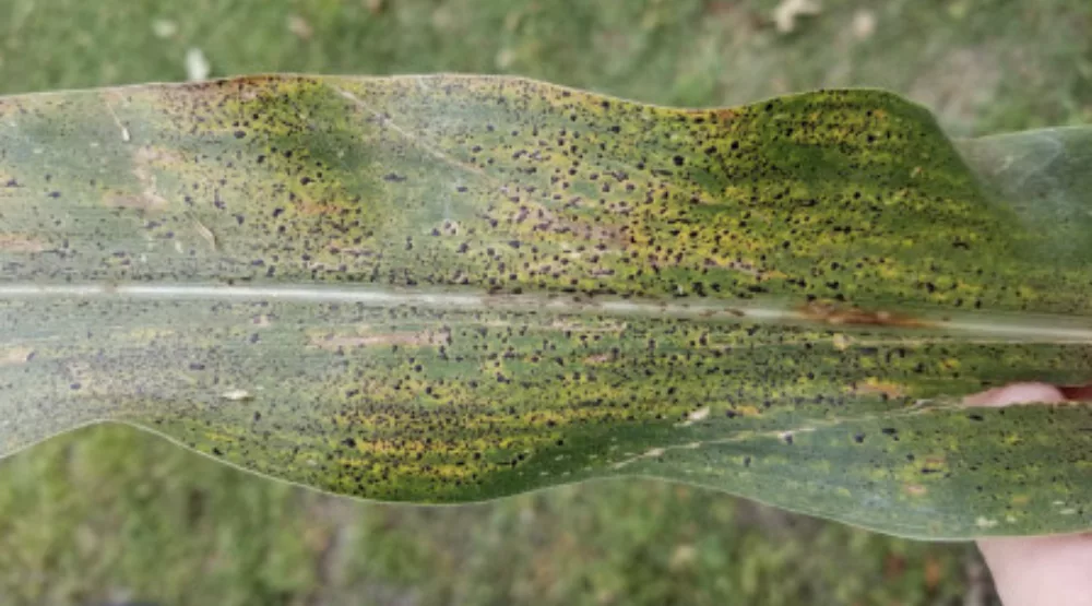 Tar spot in corn NEW.png