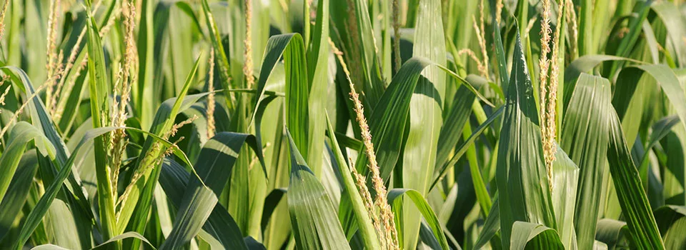 corn-stalks.jpg