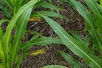 nitrogendeficientcorn.png