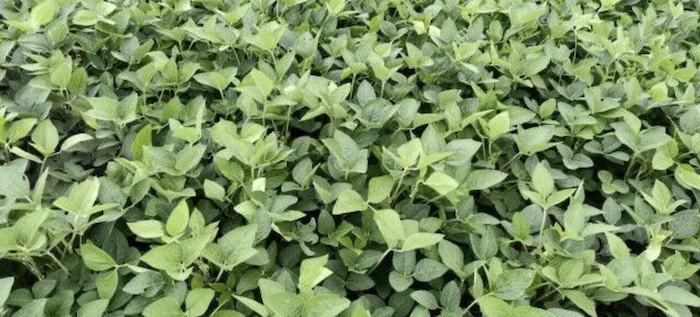Soybean-Yields-Morning-AgClips