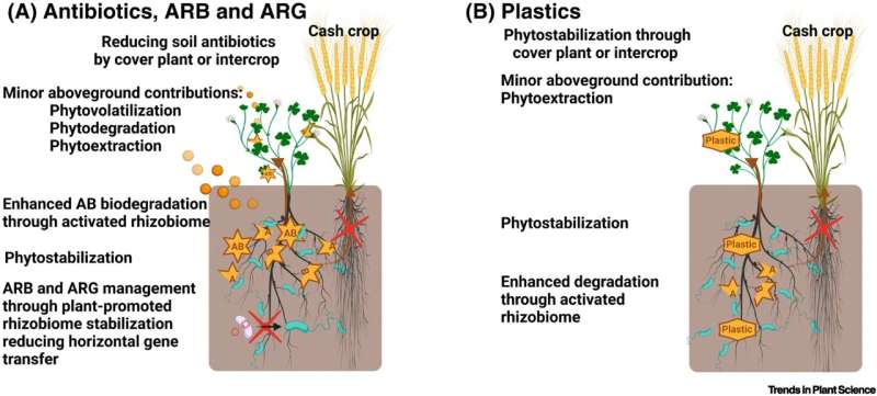 Diagram of phytoremediation strategies