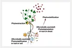 phytoremediation