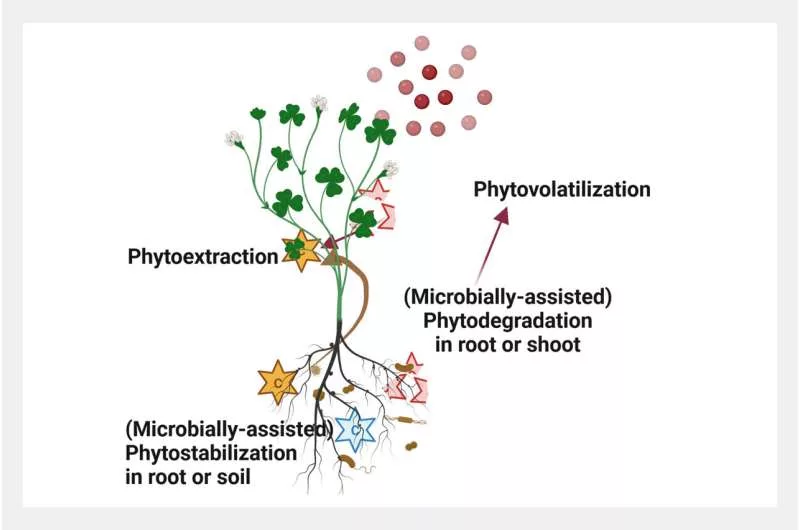 phytoremediation