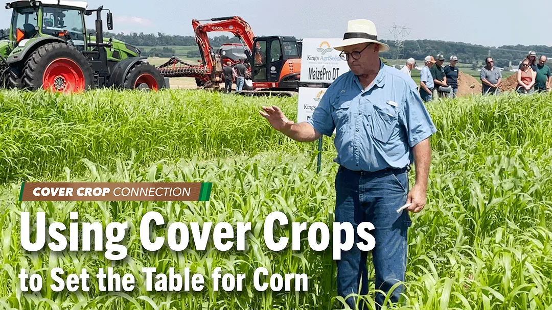 Using-Cover-Crops-to-Set-the-Table-for-Corn.png