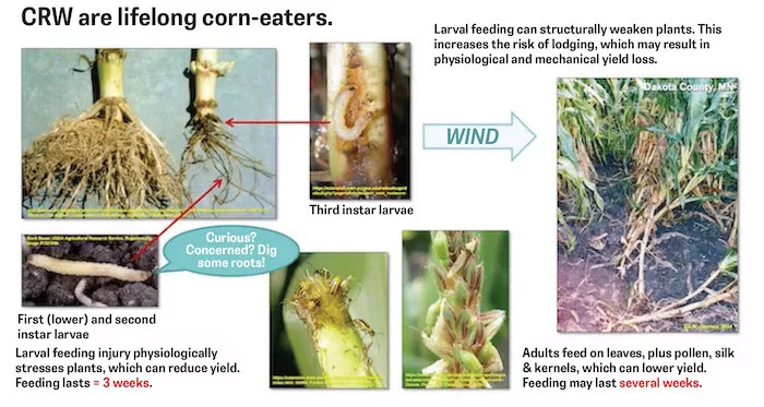 CRW-Lifelong-Corn-Eaters.jpg