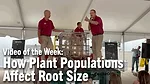 Video-of-the-Week--How-Plant-Populations-Affect-Root-Size.png