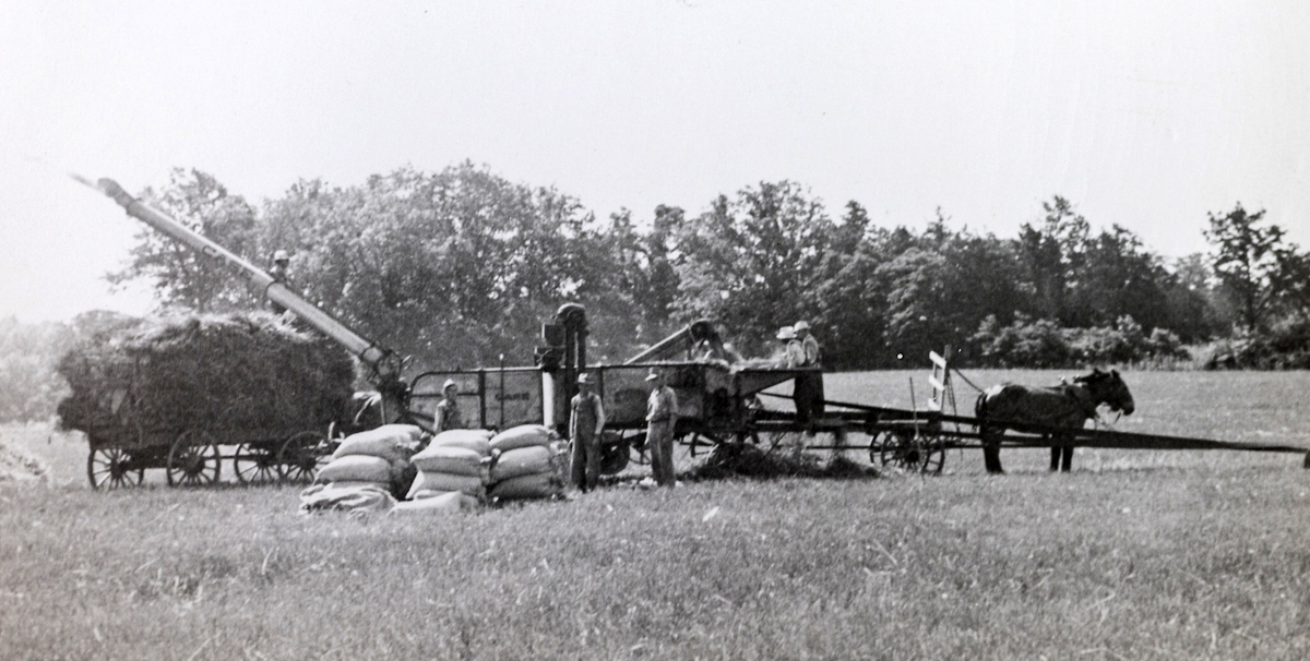 Farm technicians gathered and thrashed wheat with a stationary combine in the 1920s at the UK Research and Education Center at Princeton, Ky.