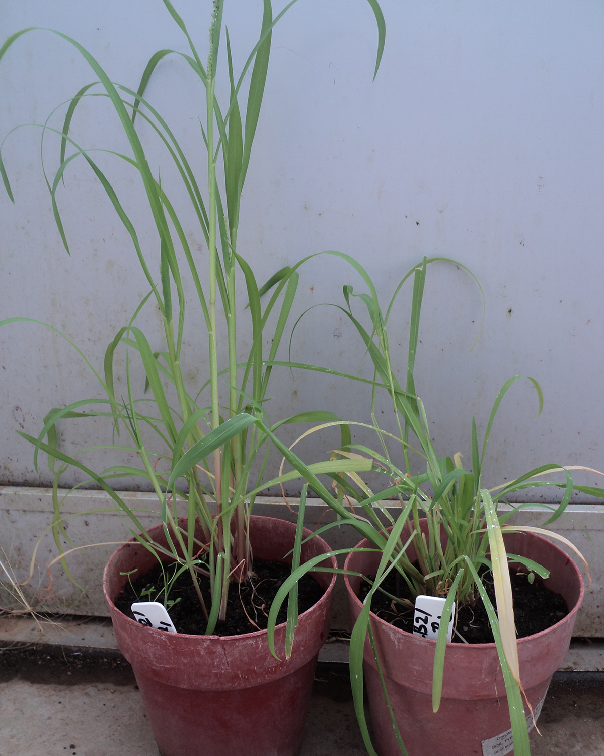 A couple of potted plants
AI-generated content may be incorrect.