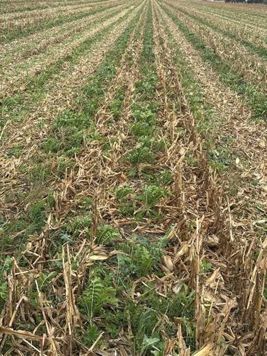 22-inch rows.jpg
