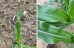 Corn and Sulfur CORN 6-23-2025.png