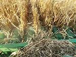 OTS for Harvest segment.jpg