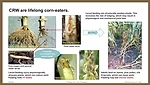 rootworm.png