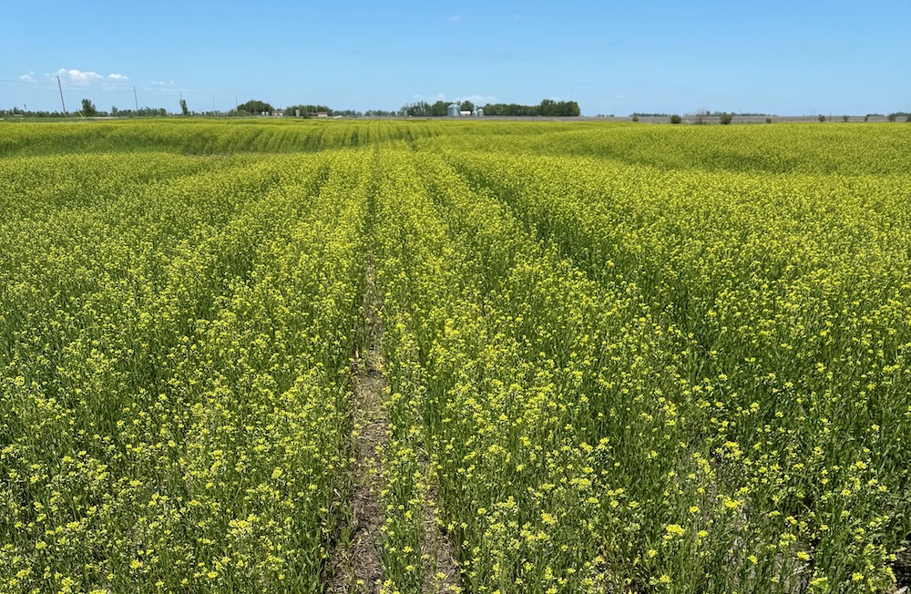 Winter camelina in bloom