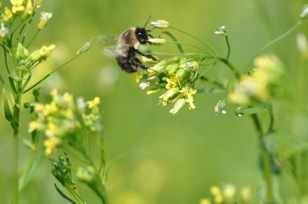 Winter Camelina for Pollinators