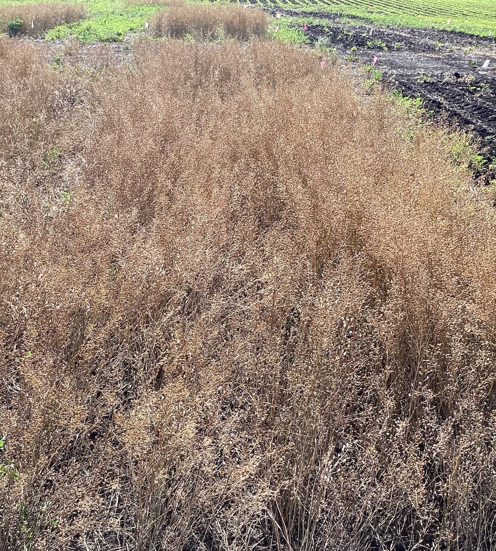 Drying Winter Camelina