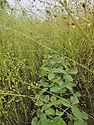 soybeans-growing-in-camelina.jpg