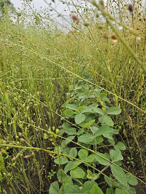 soybeans-growing-in-camelina.jpg