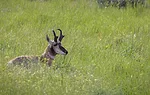 pronghorn-mt-grass-hero.png