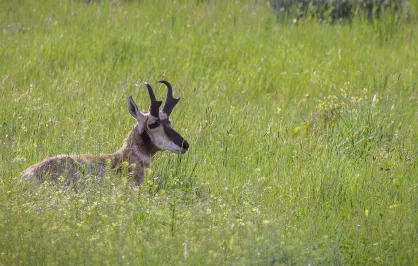 pronghorn-mt-grass-hero.png