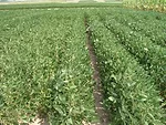 wiebold-soybean.jpg