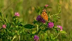 butterfly-painted-lady-red-clover-field-shutterstock.jpg