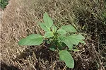 How Foliar Nutrients Interact with Weed Control.png