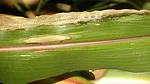 Goss_Blight