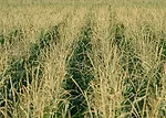 Tassel_Anthers3