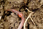 worm
