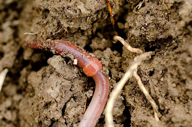 worm