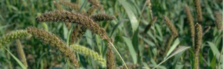 Foxtail