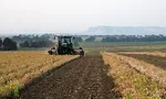 dry edible bean harvest