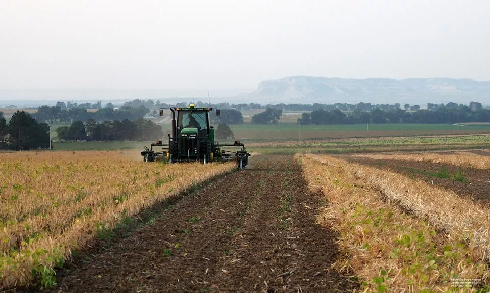 dry edible bean harvest