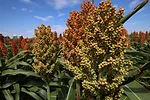 National-Sorghum-Producers-Media-Center-1.jpeg