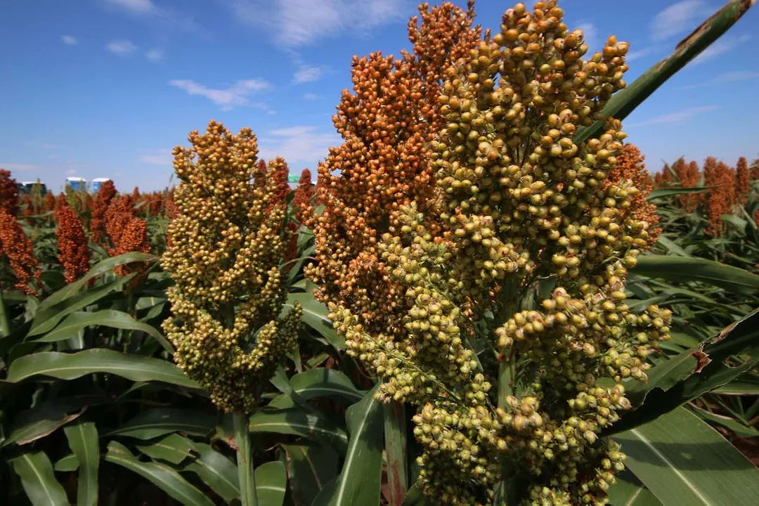 National-Sorghum-Producers-Media-Center-1.jpeg