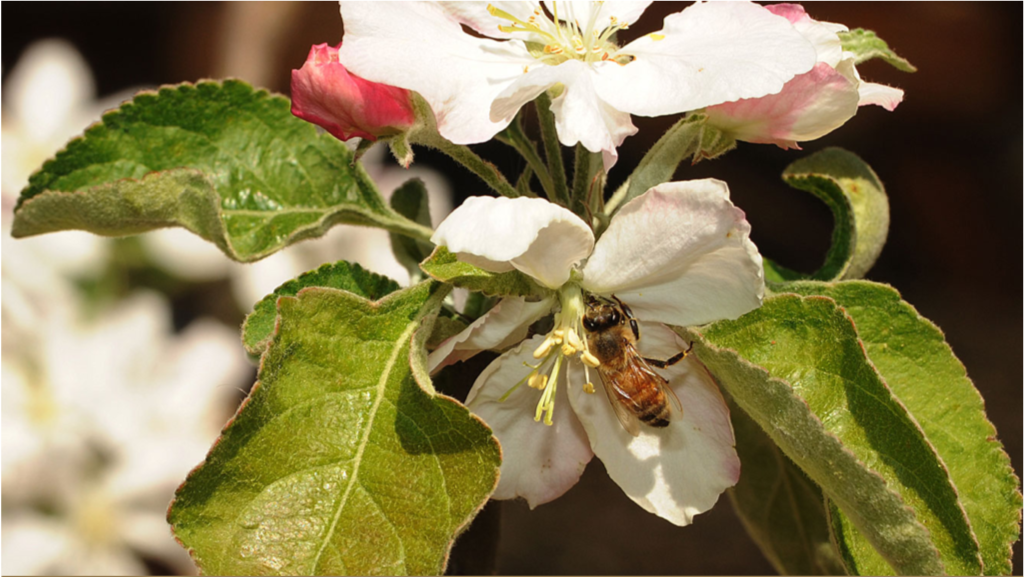 honeybee on rose