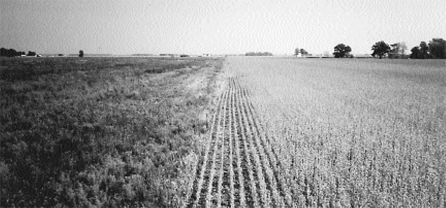 No-Till-Becomes-Easier-TIFF.jpg