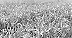 auer-crop.jpg