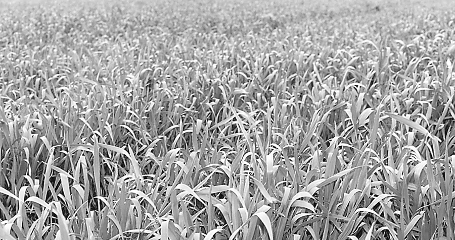 auer-crop.jpg