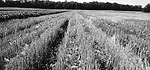 LessPub-Transfer-2A.jpg