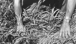 wheat-pic-1.jpg