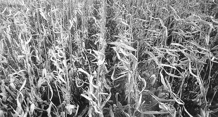 corn-hybrids.jpg