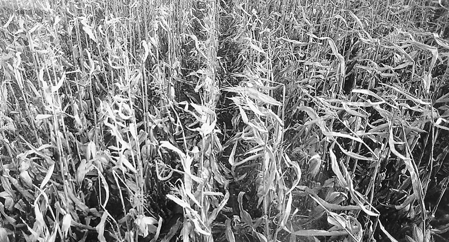 corn-hybrids.jpg