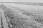 double-acres-1.jpg