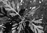 Ragweed.jpg