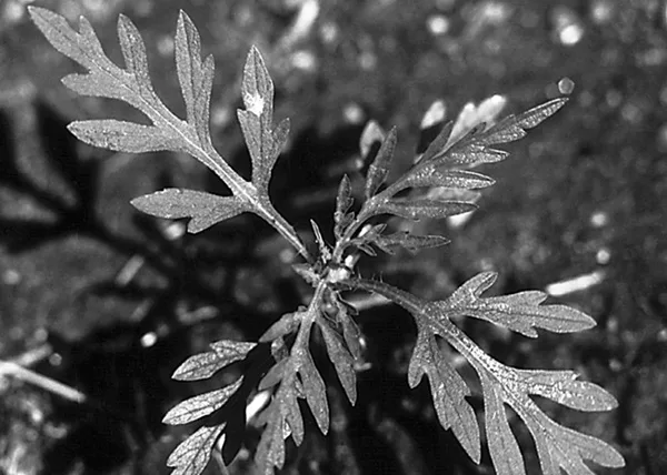 Ragweed.jpg