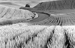 Wheat.jpg