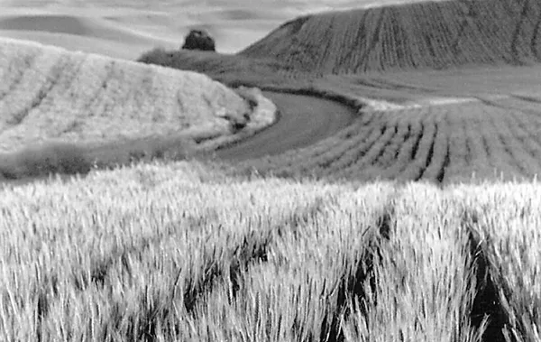 Wheat.jpg