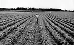 New-Ways-Field-3.jpg